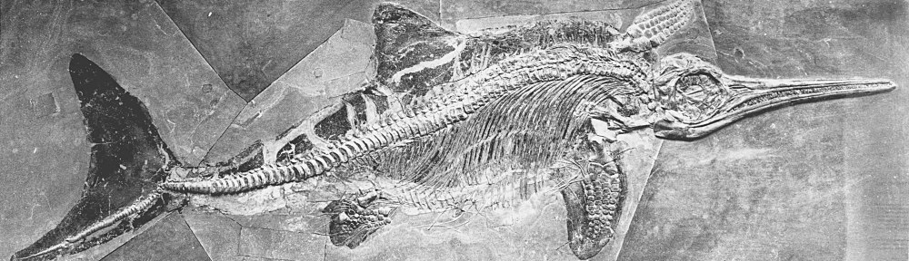 A very well preserved ichthyosaur (Stenopterygius) from the Posidonienschiefer of southern Germany showing exceptional preservation and skin outline. Copyright © University of Glasgow/Hunterian Museum (taken with permission from http://www.hmag.gla.ac.uk/Neil/reprods/).